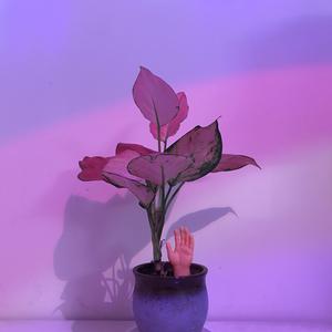 HEYZO极太黑炮爱乃娜美先锋
